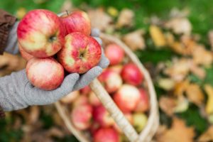 Best Cider Mills near you